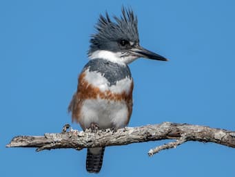 White and blue bird with a long bill and messy crest