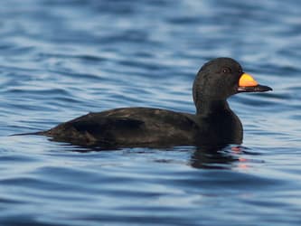 Black Scoter - Doug Hitchcox