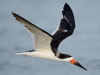 bird in flight with black on top half of body and white underneath with a long red and black beak