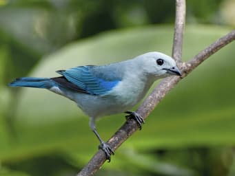 bird with gray body and blue wings and tail