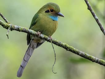 green bird with bright blue throat and a long skinny tail