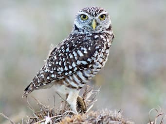 small brown and white owl standing on small hill, looking directly at the camera