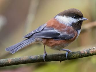 Small round bird with black cap, and brown body.