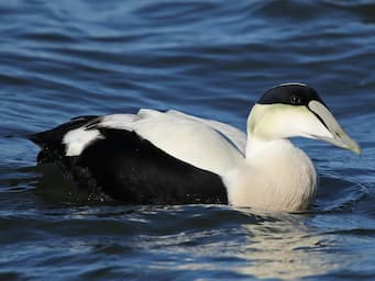 Black and white bird floating on water.