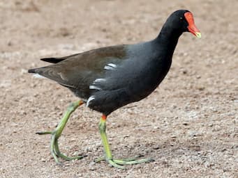 black bird walking on ground with large yellow feet and a bright red nose