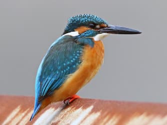 Small, stocky bird with a long bill, a bright orange chest, and vibrant teal back sitting on a fence.