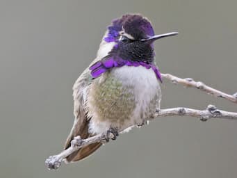 small hummingbird with white body and dark purple face and throat flared