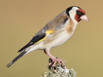 Small, tan bird with red, black, and white striped face.