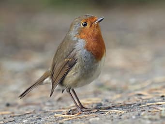 Round gray bird with orange chest and large black eyes