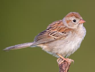 Small, fluffy sparrow with warm brown wings and a light underbelly.