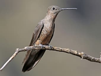 long brown hummingbird sitting on a branch