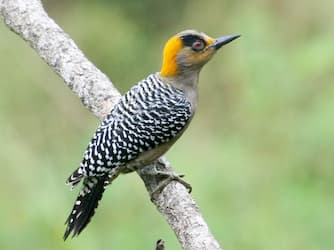 Drab colored woodpecker with golden face.