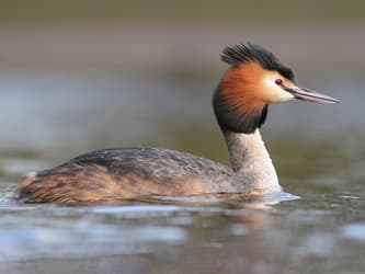 Long-necked bird swimming on the water with black, orange, and white feathers radiating from it's face.