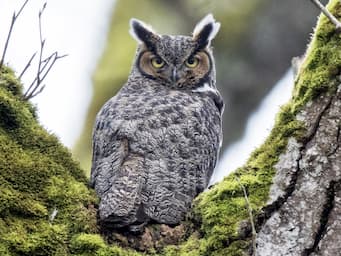 large owl with ear tufts looking from green moss-covered tree