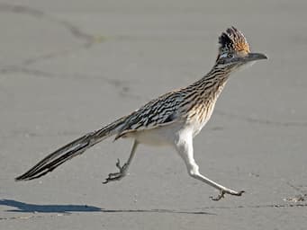 thin, brown bird running with long legs on a road.