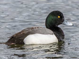 Greater Scaup - Frank King