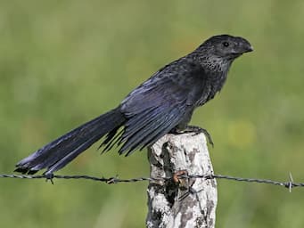 black bird with long tail standing on a fence post