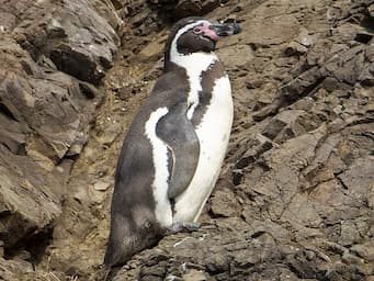 penguin on rock ledge