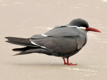 dark gray bird standing on sandy beach with red feet and beak and white accents on body