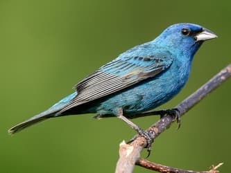 Strikingly blue songbird with black wings.