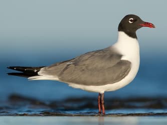 Gray and white gull with a black head standing in shallow water.