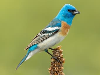 songbird with blue head.