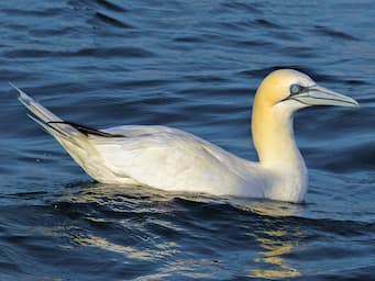 Large white bird with yellow head and pointy bill floating on water.