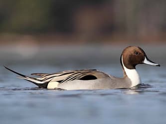 Northern Pintail - Liron Gertsman