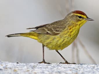 small yellow bird with redish cap on top off head.