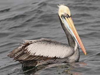 large bird with long neck and longer, red and blue beak