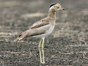 bird with tall yellow legs and a brown body standing in a dirt field