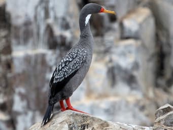 long, gray bird with red legs and a white patch on its neck standing on rocks