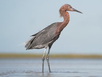 Red and gray egret standing in water.