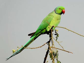 Green parakeet with long tail and red beak