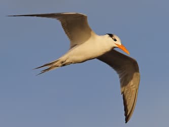 White bird in the air with pointy wings, a black cap, a thick orange bill