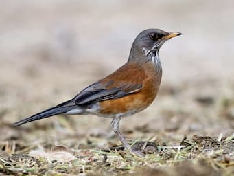 gray bird with red chest standing on the ground