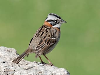 small bird standing on a rock with a brown body, black and white head that comes to a crest, and a thin red collar