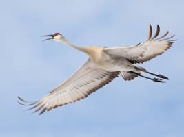 Large crane flying with outstretched wings.