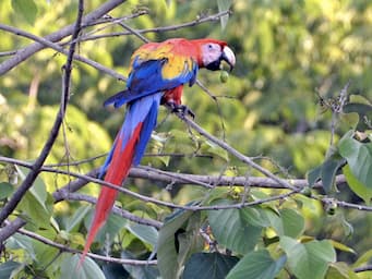 large red parrot with colorful wings