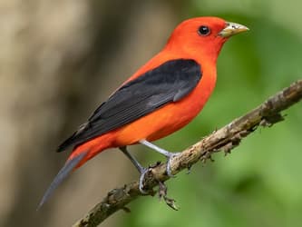Bright red songbird with black eyes and wings