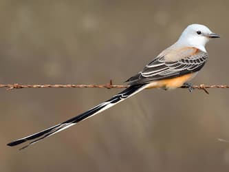 pale gray bird with long tail on a wire.