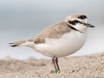 small round bird standing on sand with a white belly and gray back