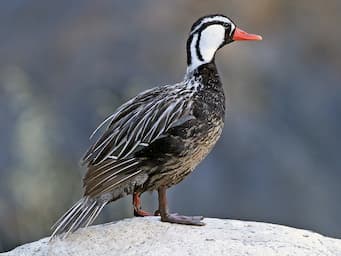 duck on a rock with a black and white body, white head, and orange bill