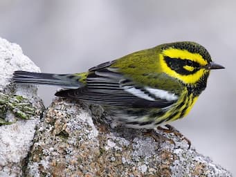 Small yellow, black, and white bird.