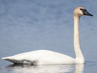 Trumpeter Swan - Ian Davies