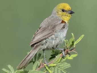 small gray bird with yellow head and short bill standing on the end of a branch
