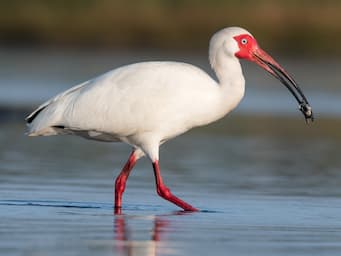 White bird with pink face and long curved bill on long legs.