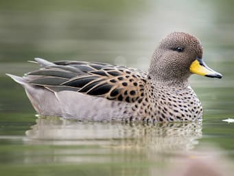 duck in water with black and brown body and a yellow bill