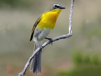 Large, gray songbird with bright yellow chest.