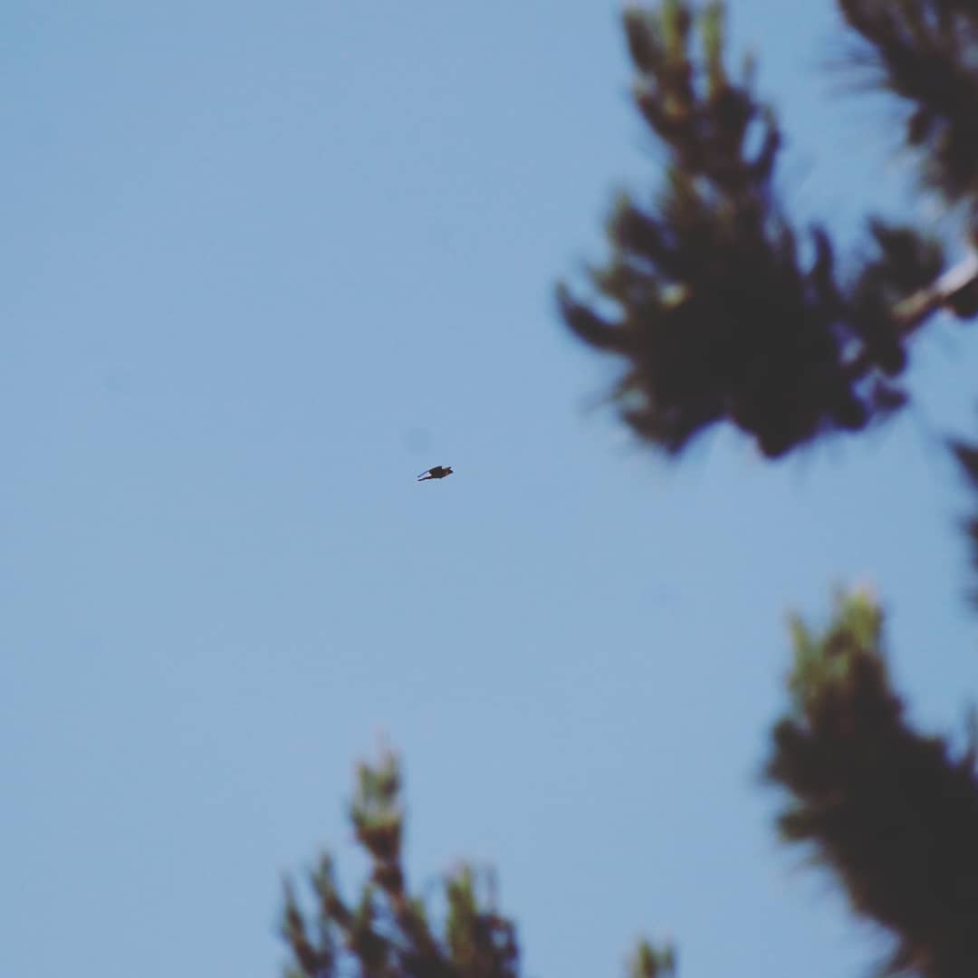 Falcon flying in distance seen through trees